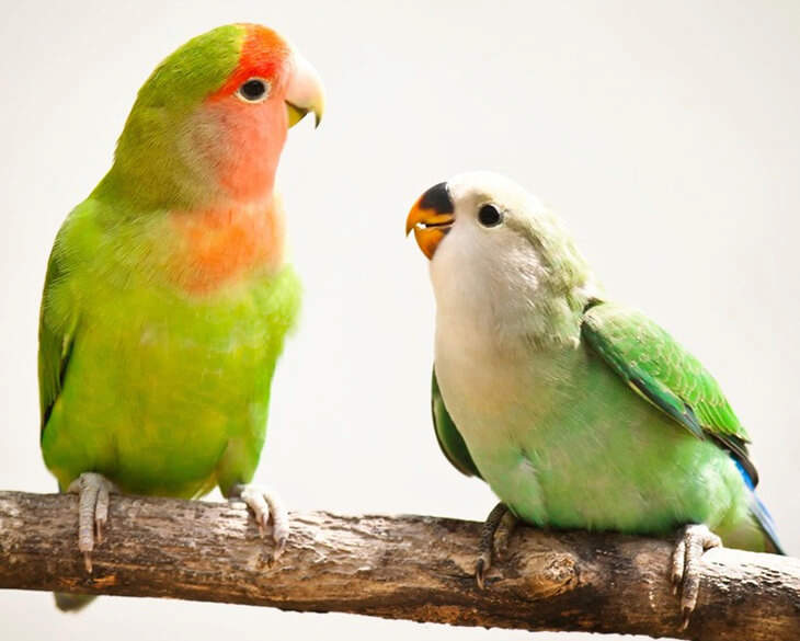 Two Lovebirds on Branch